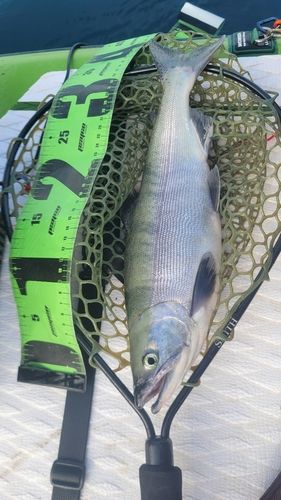ヒメマスの釣果