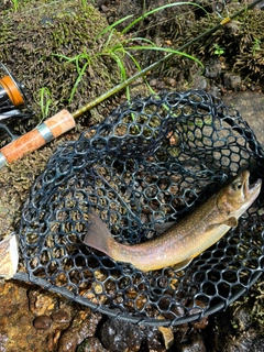イワナの釣果