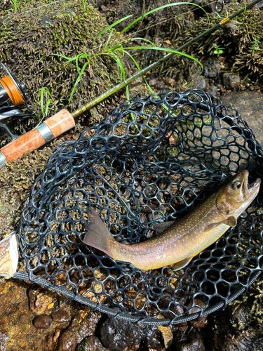イワナの釣果