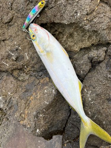 ワカシの釣果