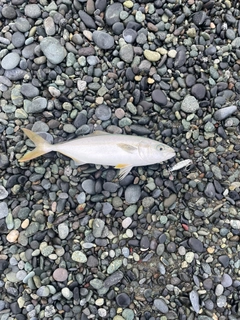 ワカシの釣果