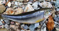 カワムツの釣果