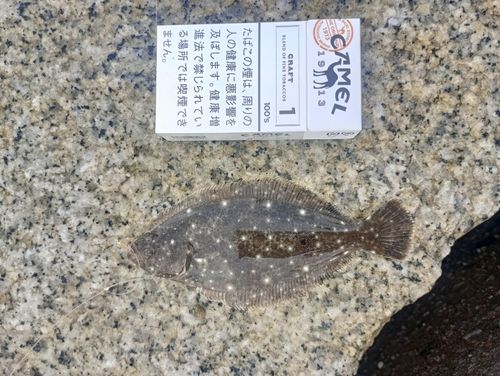 ヒラメの釣果