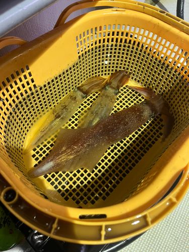 ケンサキイカの釣果