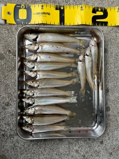 キスの釣果