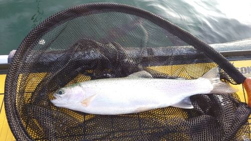 ニジマスの釣果