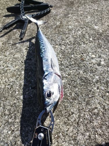 メジカの釣果