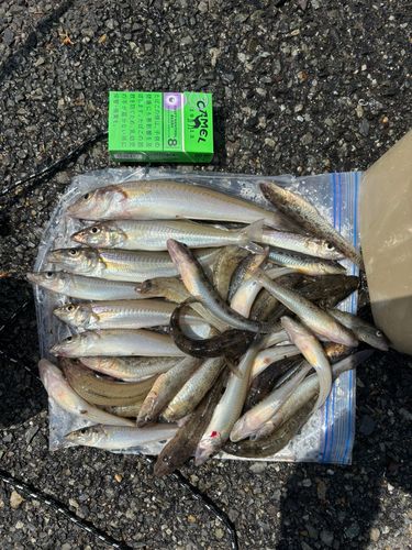 キスの釣果