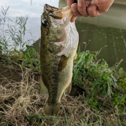 ラージマウスバス