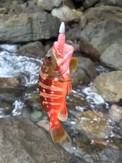 アカハタの釣果