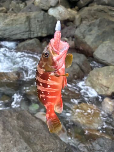 アカハタの釣果