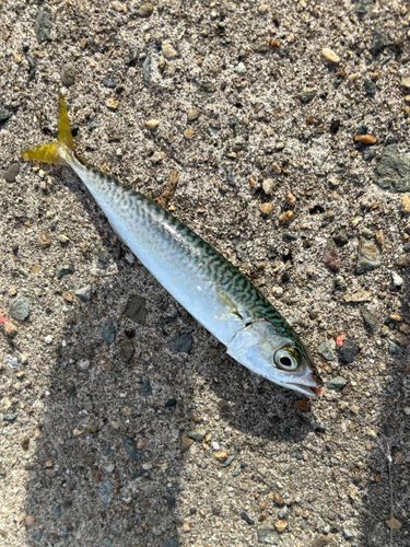 サバの釣果