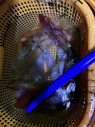 ケンサキイカの釣果