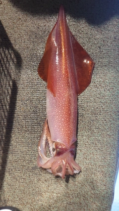 ケンサキイカの釣果