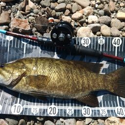 スモールマウスバス