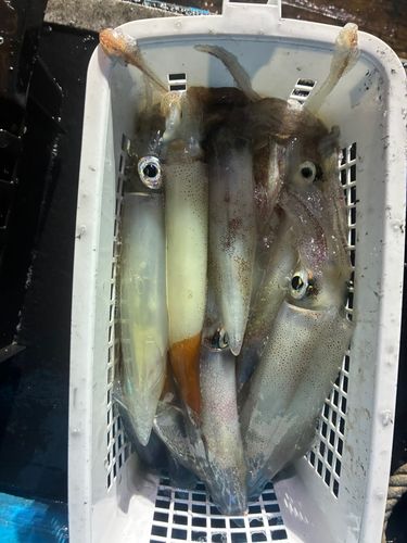 ケンサキイカの釣果