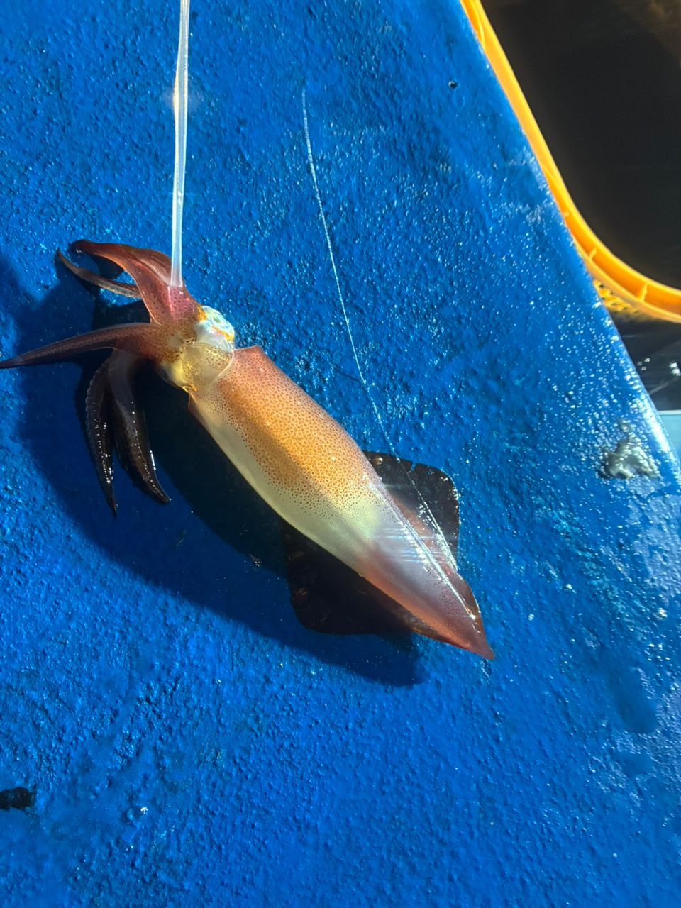 MAKIJACKさんの釣果 2枚目の画像