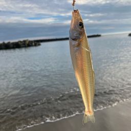 シロギス