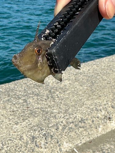ウマヅラハギの釣果
