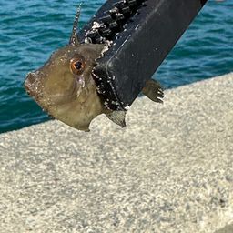 ウマヅラハギ