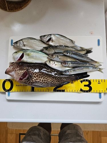 オオモンハタの釣果
