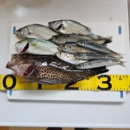 オオモンハタ