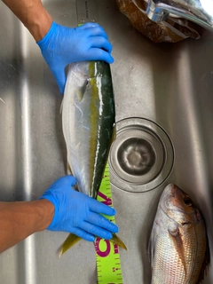 イナダの釣果