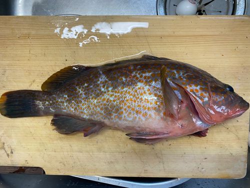 キジハタの釣果