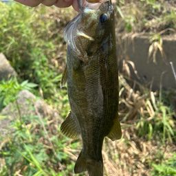 スモールマウスバス