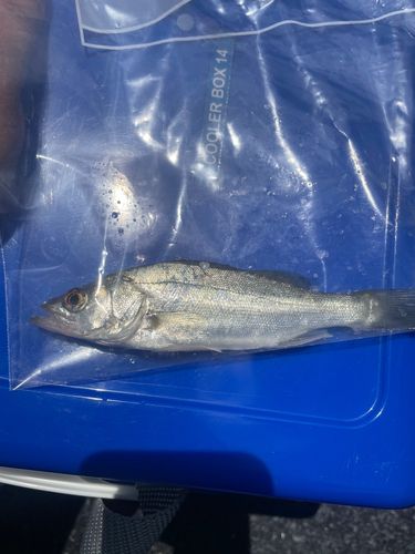 セイゴ（マルスズキ）の釣果