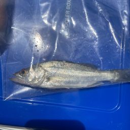 セイゴ（マルスズキ）