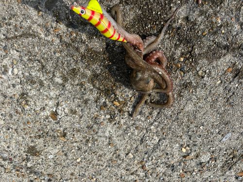 マダコの釣果
