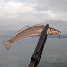 シロギス