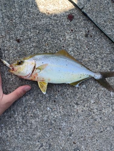 ショゴの釣果