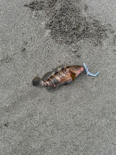 キジハタの釣果