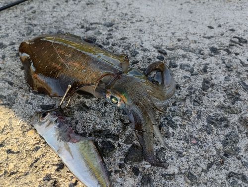アオリイカの釣果