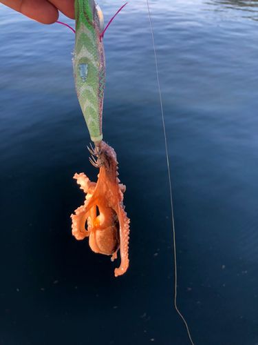 タコの釣果