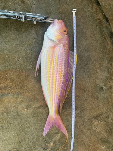イトヨリダイの釣果