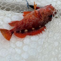 カサゴ