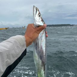 タチウオ