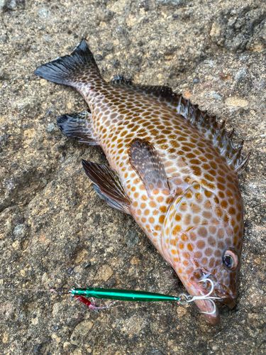 オオモンハタの釣果