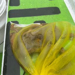 マダコ