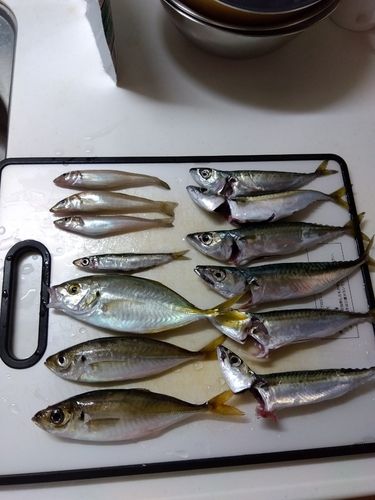 アジの釣果