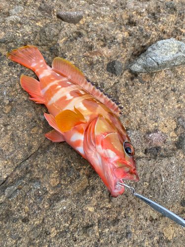 アカハタの釣果