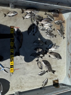クロダイの釣果