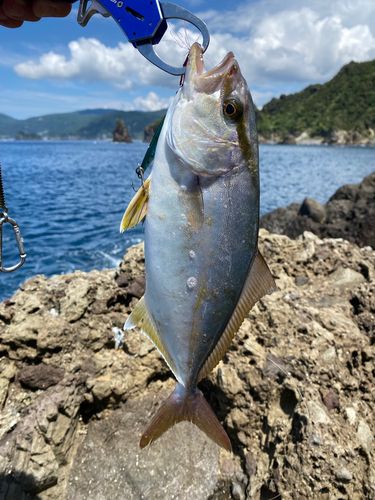 ショゴの釣果