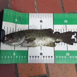 ラージマウスバス