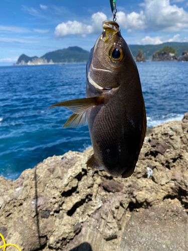 イサキの釣果