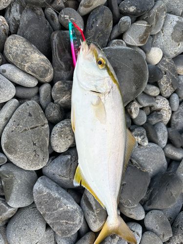 ショゴの釣果