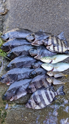 グレの釣果